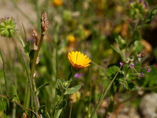 Yellow flowers of early field marigold (Calendula arvensis) on a rocks at Mediterranean cost of Spain