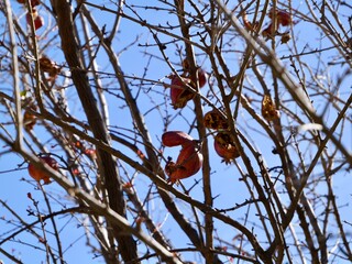 The pomegranate (Punica granatum) fruits dried on the tree over winter, Mediterranean sea cost of Spain