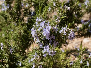 Flowers of rosemary (Rosmarinus officinalis), Salvia rosmarinus, Mediterranian cost of Spain