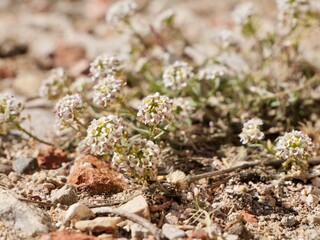 Flowers of sweet alyssum or sweet alison, alyssum, the Lobularia maritima (syn. Alyssum maritimum), Mediterranean sea cost of Spain