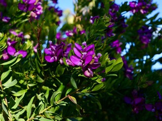 Obraz premium Blooming myrtle-leaf milkwort (Polygala myrtifolia), Spain spring