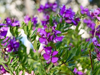 Blooming myrtle-leaf milkwort (Polygala myrtifolia), Spain spring