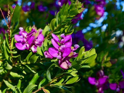 Blooming myrtle-leaf milkwort (Polygala myrtifolia), Spain spring