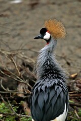 横を向くホオジロカンムリヅルのバックショット