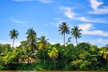 Tropical palm tree forest on bank of river, Ceylon.