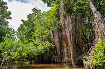 Long roots of banyan tree and mangrove on bank of river Bentota Ganga, Sri Lanka. - 752280322