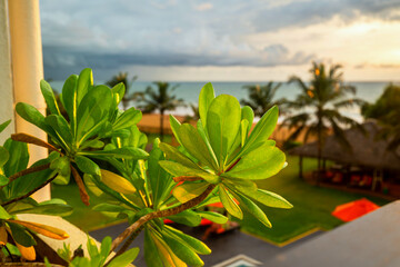 Light green plants on balcony, palm tree, beach, ocean and sky. - 752280753