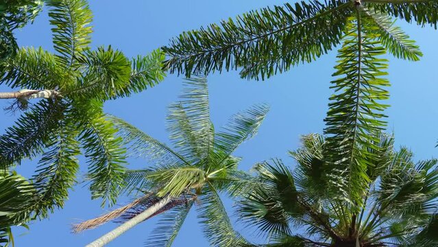 Palm trees exotic rainforest jungle against a background of tropical blue sky sunny hot day, look up