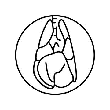 recommend clip art: Lungs of the dog color line icon. Organisation in organism.