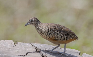 Barred Buttonquail on the ground animal portrait.