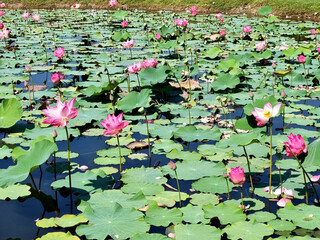 Nelumbo nucifera water lily or lotus flower with green leaves in the pond.