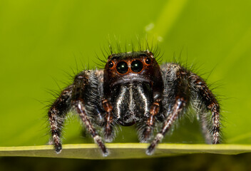 Jumping spiders animal portrait close up shot.