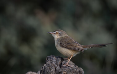 Plain Prinia on the branch animal portrait.