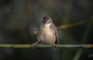 Plain Prinia on the branch animal portrait.