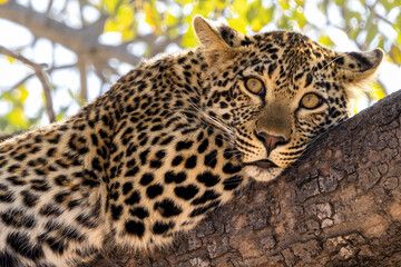 leopard in the tree