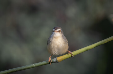 Plain Prinia on the branch animal portrait.
