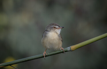 Plain Prinia on the branch animal portrait.