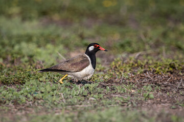 Red-wattled Lapwing on ground animal portrait.