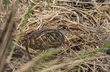 greater painted-snipe on the ground close up shot ( Animal portrait ).