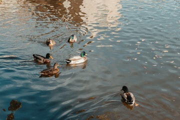 Ducks on the lake in the park. Park in the fall. Autumn trees. Wild ducks are reflected in the...