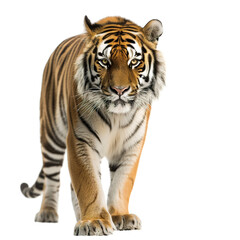 Obraz premium tiger isolated on white background