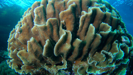 big brown coral underwater