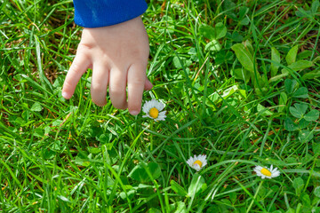 Child's hand picking daisy in a sunny field