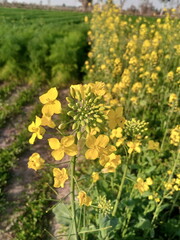 Yellow Flower, The Flower of the Mustard Plant