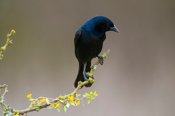  Shiny cowbird in Calden forest environment, La Pampa Province, Patagonia, Argentina.