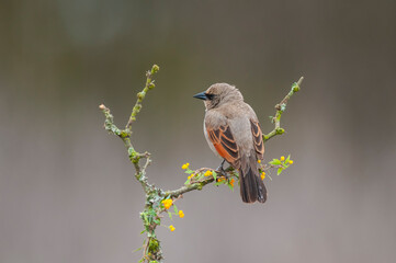 Bay winged Cowbird in Calden forest environment, La Pampa Province, Patagonia, Argentina.