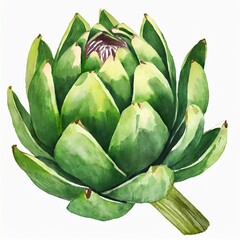 Watercolor illustration of artichoke. Organic green food. Hand drawn art. Aquarelle drawing.