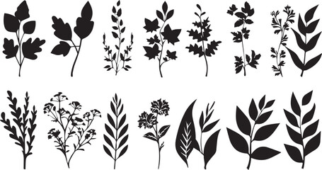 Beautiful plant with leaves silhouette on white background