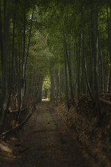 Kyoto, a bamboo forest road