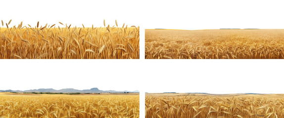 Set of endless ripe wheat fields, cut out - obrazy, fototapety, plakaty