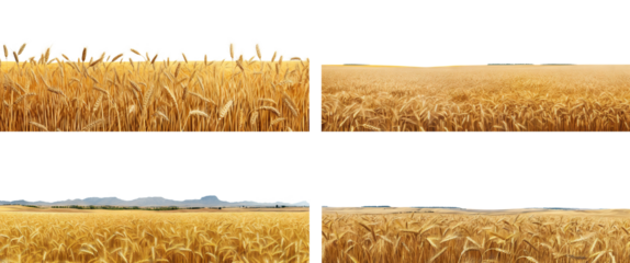 Set of endless ripe wheat fields, cut out