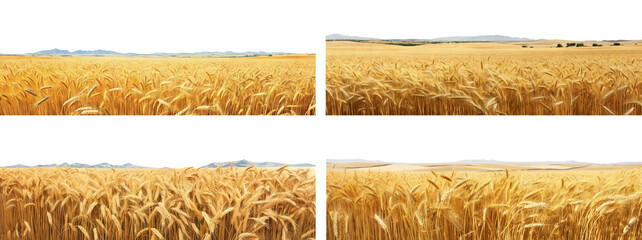 Set of endless ripe wheat fields, cut out