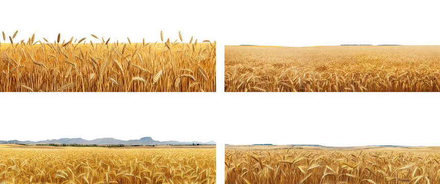 Set of endless ripe wheat fields, cut out