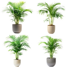 Dypsis lutescens - Set of 4 potted plants on transparent background