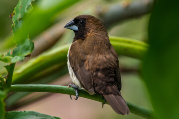 The Javan munia (Lonchura leucogastroides) is a species of estrildid finch native to southern Sumatra, Java, Bali and Lombok islands in Indonesia