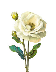 Eustoma flower vintage illustration, botanical floral engraving style drawing isolated on white background, antique vintage book style flowers