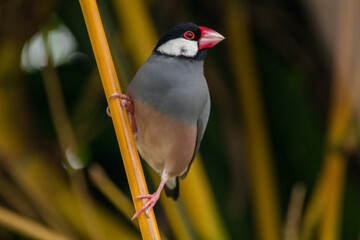 The Java sparrow (Lonchura oryzivora), also known as Java finch, Java rice sparrow or Java rice bird, is a small passerine bird