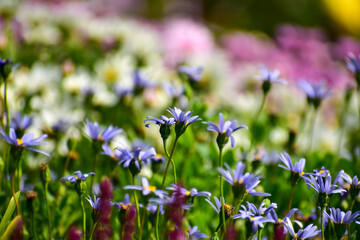 A field of baby blue, purple flowers with the sunlight in the garden. Blue daisy flowers in the garden. Bright flower background. Flower and plant.