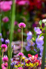 Close-up of pink fireworks flower in the garden with copy space. Bright flower background. Flower and plant.