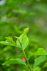 Close-up of Hibiscus flowers in the garden. Pink and red hibiscus flowers with green leaves in rural. Flower and plant. 