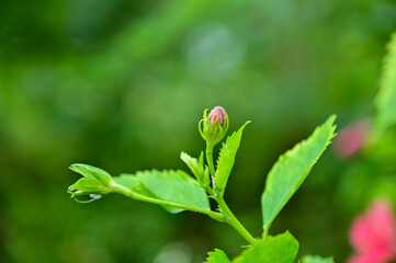 Close-up of Hibiscus flowers in the garden. Pink and red hibiscus flowers with green leaves in rural. Flower and plant. 