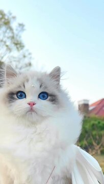 Close up of white cat with beautiful eyes, White long haired fluffy cat. Cats and kittens. Pet cats. Active cats footage.