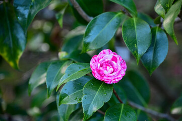 Pink and white Japanese camellia in garden with green leaves. Pink flowers in rural. Flower and...