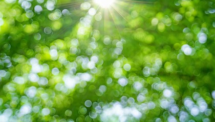 Obraz premium 初夏の新緑と太陽のイメージ