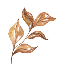 Watercolor dry twig. Hand painted boho leaves isolated on white background. Floral illustration for design, print, fabric or background.