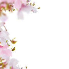 Fototapeta na wymiar Fresh pink magnolia flowers border isolated on white background